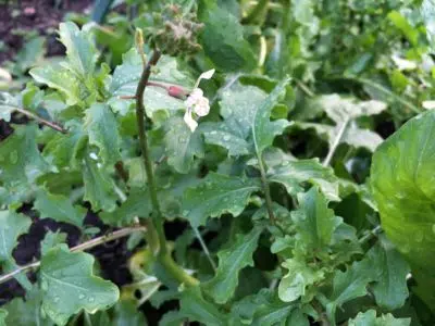 roquette pour la soupe