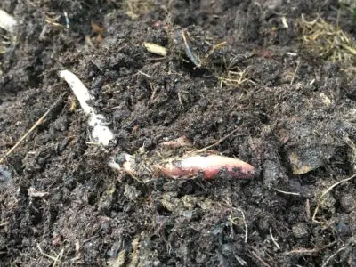 Compost pour un petit potager