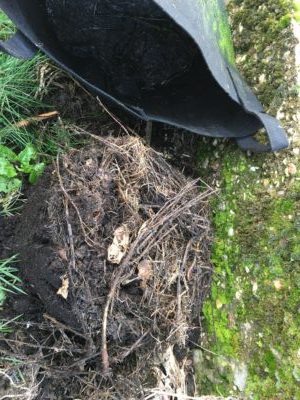 Le compost en pot après 5 mois