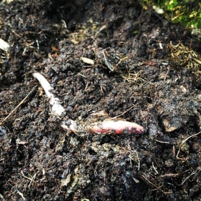 Ver de terre dans le compost Ver de terre dans le compost