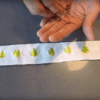 Bande de graines en papier