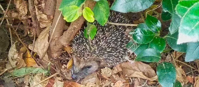 Petit hérisson au potager