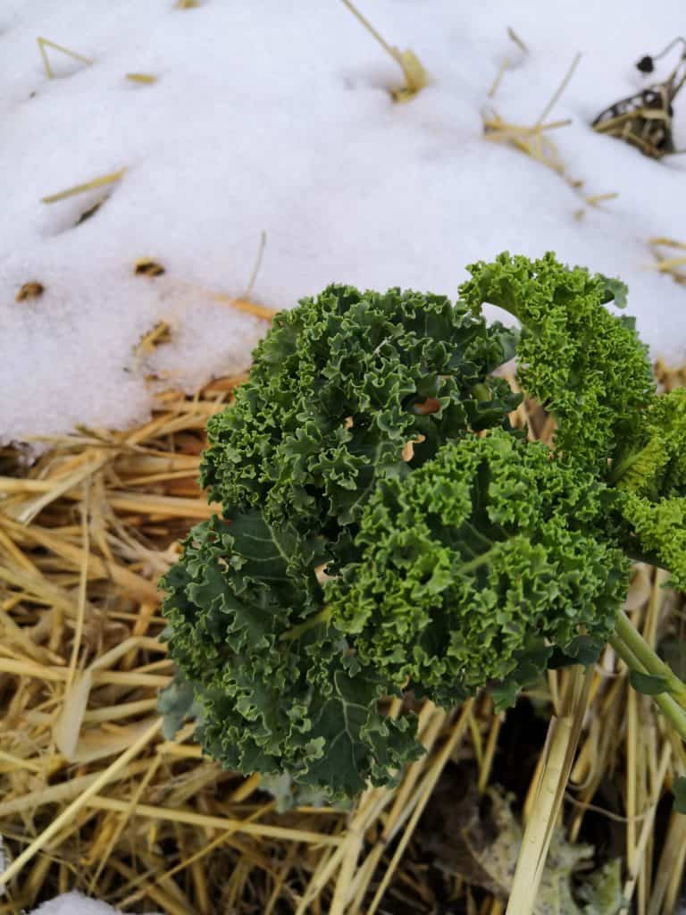 Chou kale ou potager en hiver