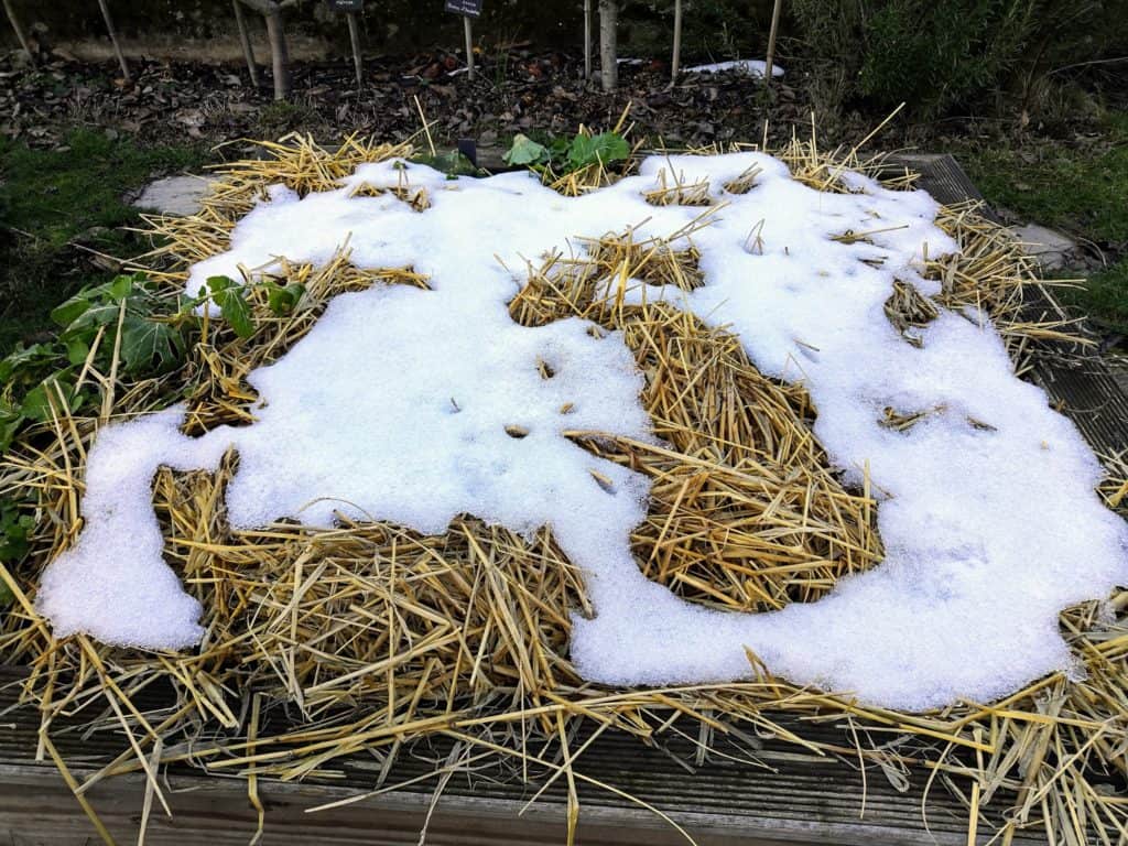 Paille au potager sous la neige