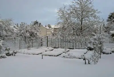 Potager sous la neige