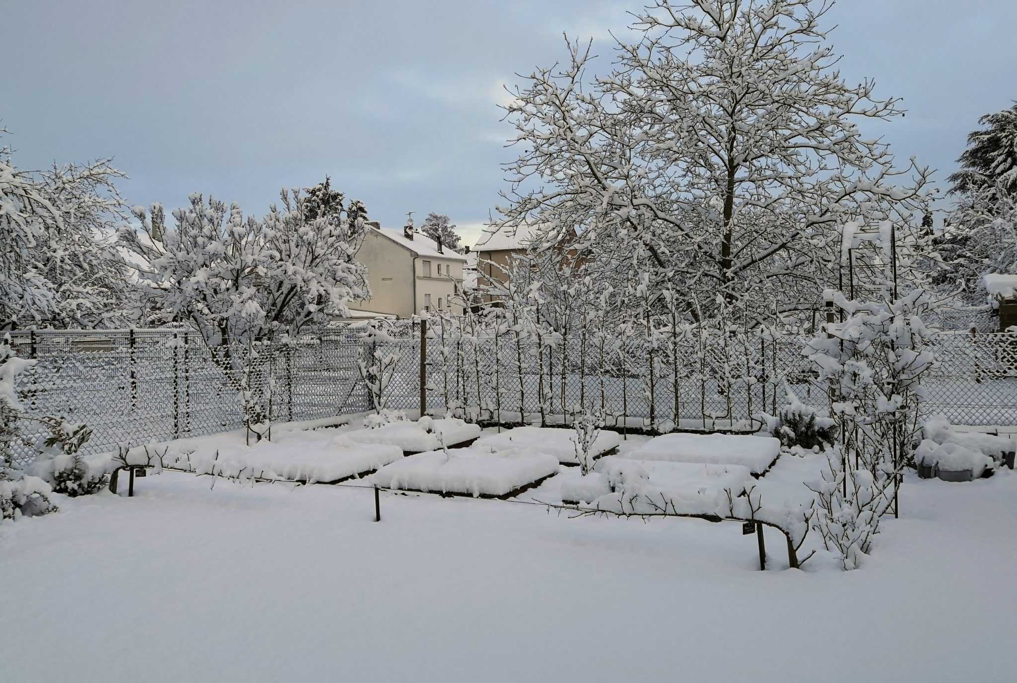 Potager sous la neige