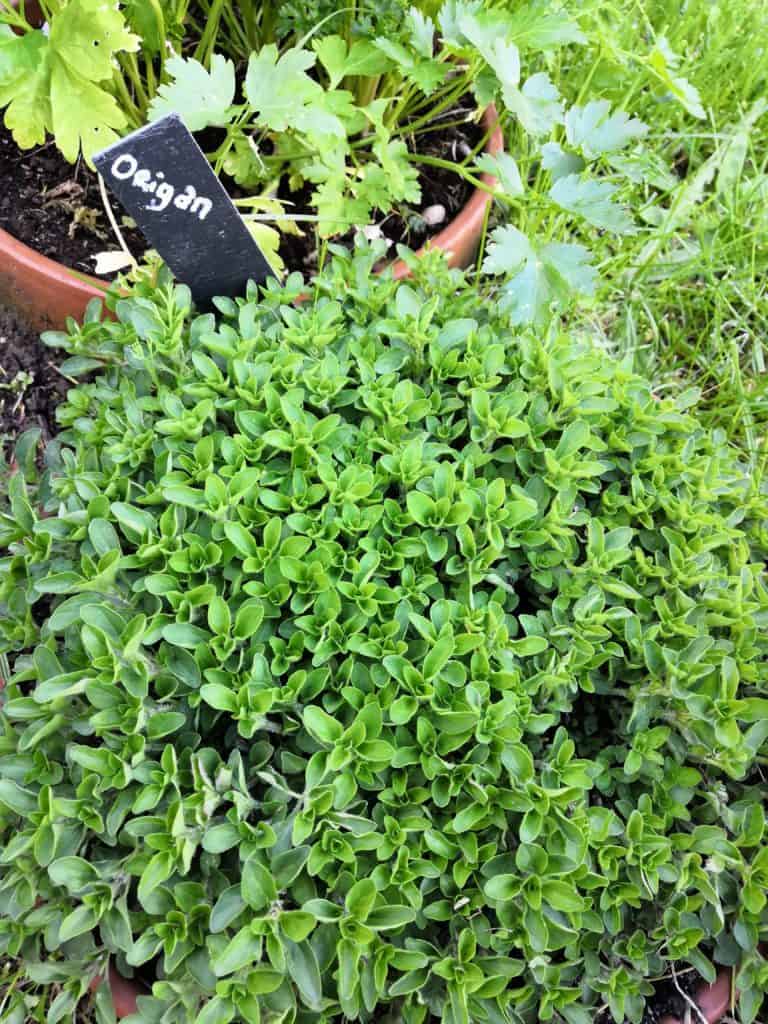 Origan au potager aromatique