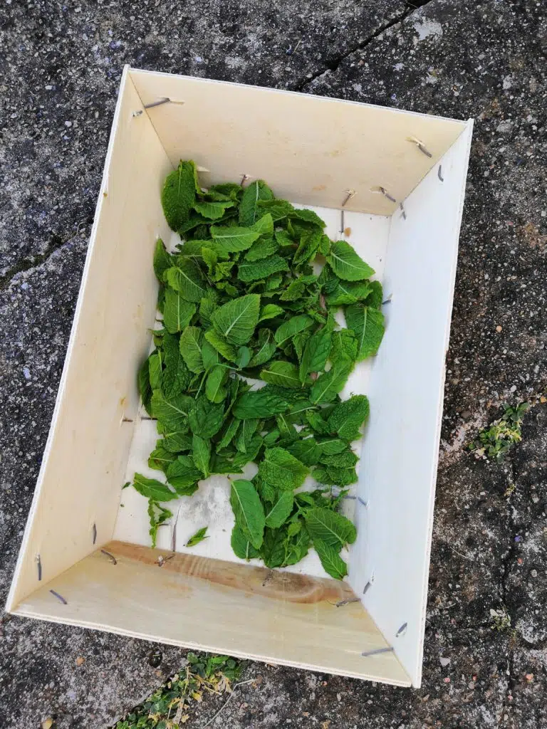 Récolte de la menthe au potager