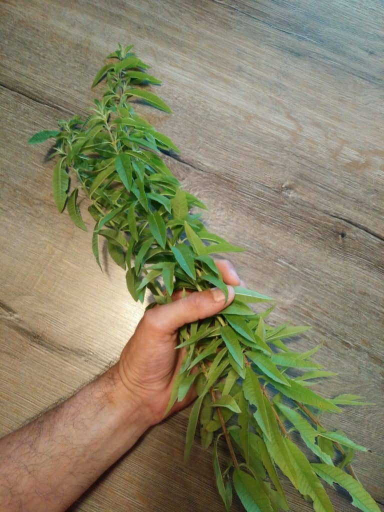 Quelques branches de verveines