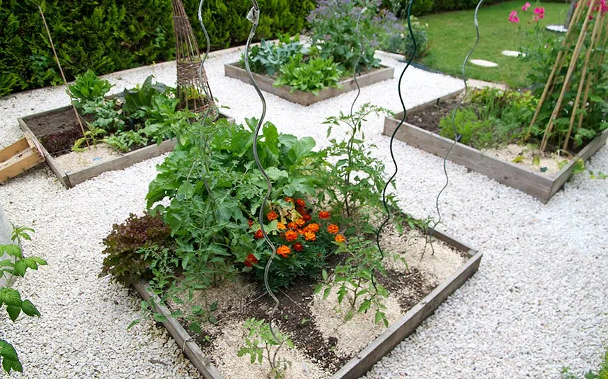 Potager au carré au mois de juin