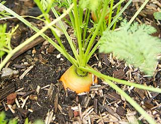 histoire de la carotte