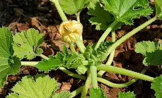 cultiver des courgettes