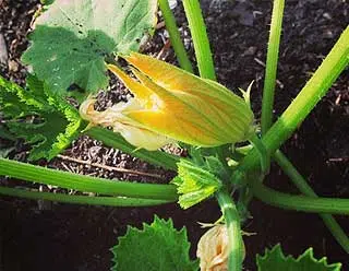 plantation de la courgette