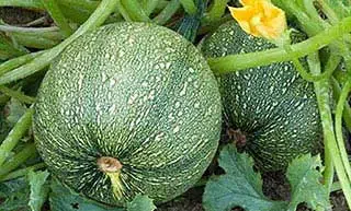 bienfaits de la courgette