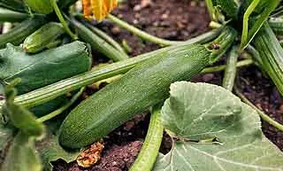 histoire de la courgette