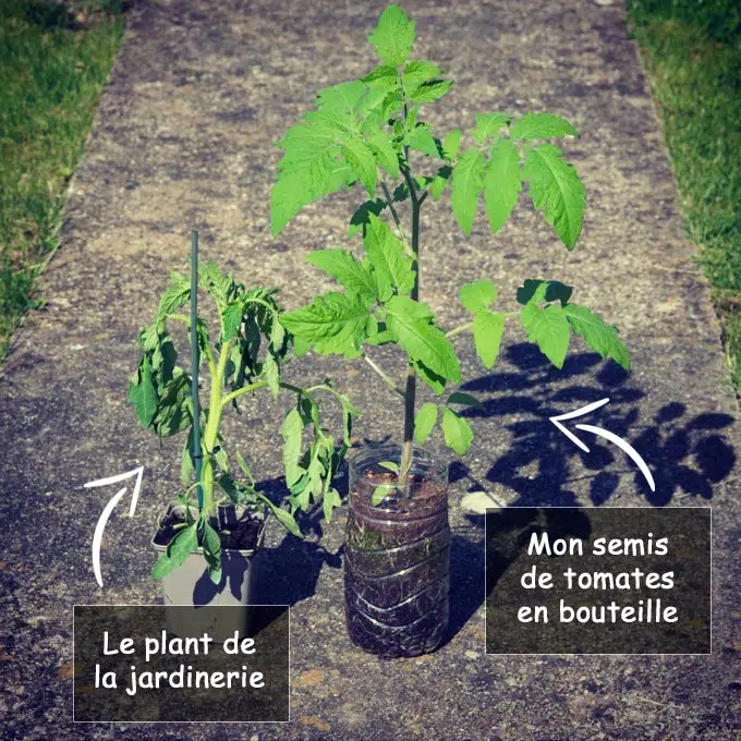 Différence entre semis maison et plant de la jardinerie