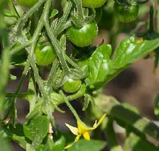 Plant de tomates en plein croissance