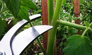 La taille d’un gourmand de tomate