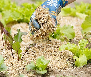 Cubriendo la huerta para ahorrar agua