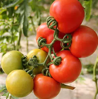 Pied de tomates