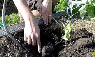 Plantation tomate