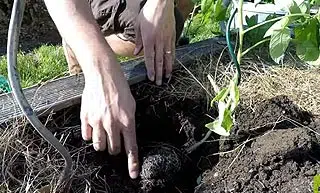 Plantation tomate