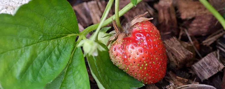 Les premières fraises de mon potager