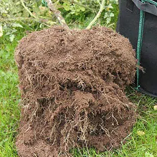 Système racinaire dans un sac de plantation