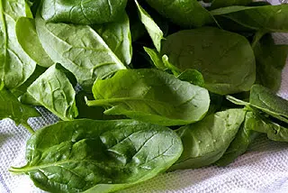 Récolte d'épinards au potager