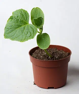 Plant de cornichon