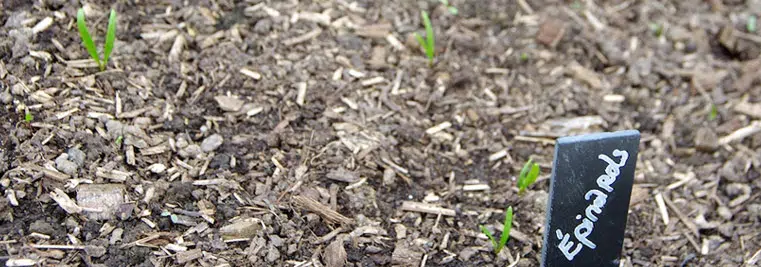 Semis d'épinards au potager