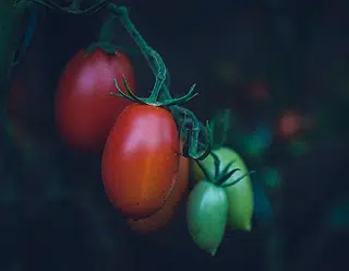 Origine de la tomate en Amérique du Sud