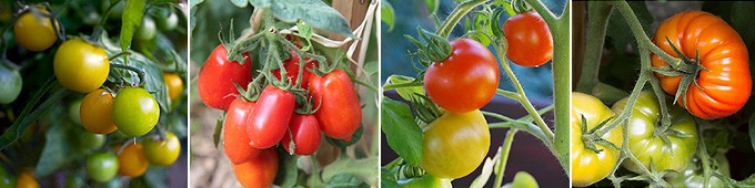 Les variétés de tomates
