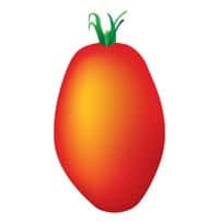Tomate allongée étroite