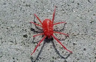 Araignée rouge