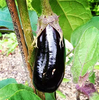 Aubergine