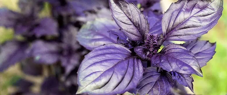 Les feuilles de basilic pourpre