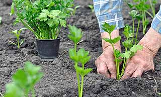 planter du céleri