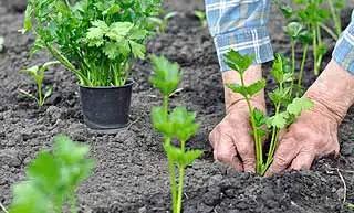 planter du céleri