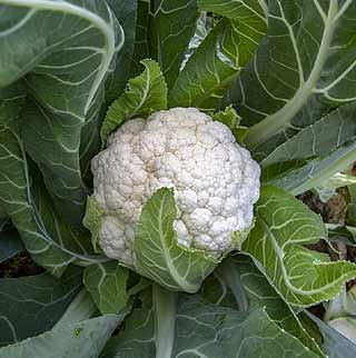 Chou Fleur Bienfaits Semis Culture Et Recolte Au Potager