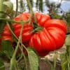 Tomate coeur-de-boeuf
