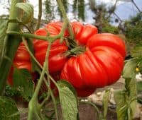 Tomate coeur-de-boeuf