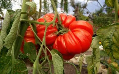 Tomate coeur-de-boeuf