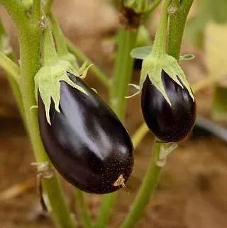 Fiche culture aubergine