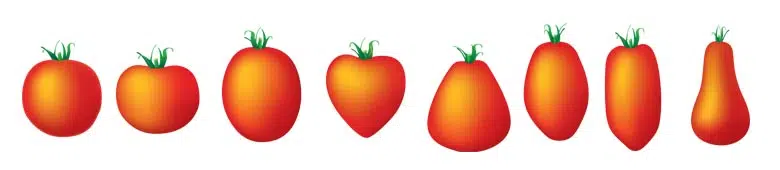 Les formes de tomates