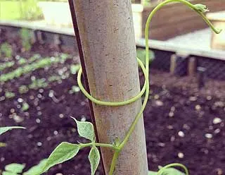 plantation des haricots verts