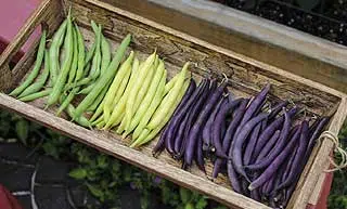 différentes variétés de haricot vert