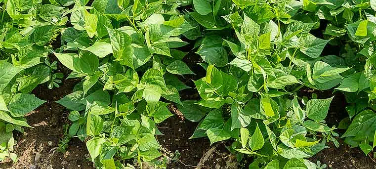 culture de haricots verts