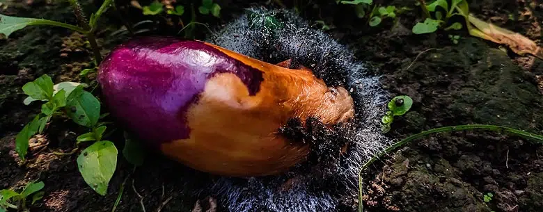 Maladie aubergine au potager