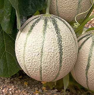 Le melon